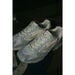WAVE RIDER 10 UNISEX Off White / White